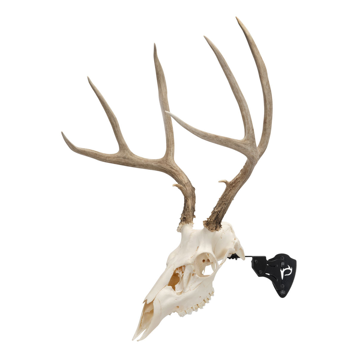 EZ Mount Adjustable Steel Skull Stand, Black