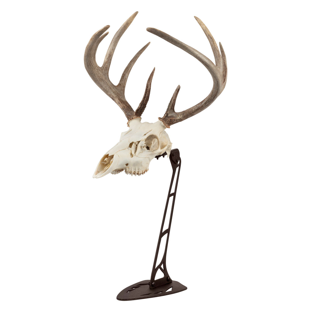 EZ Mount Centerpiece Skull Stand, Brown