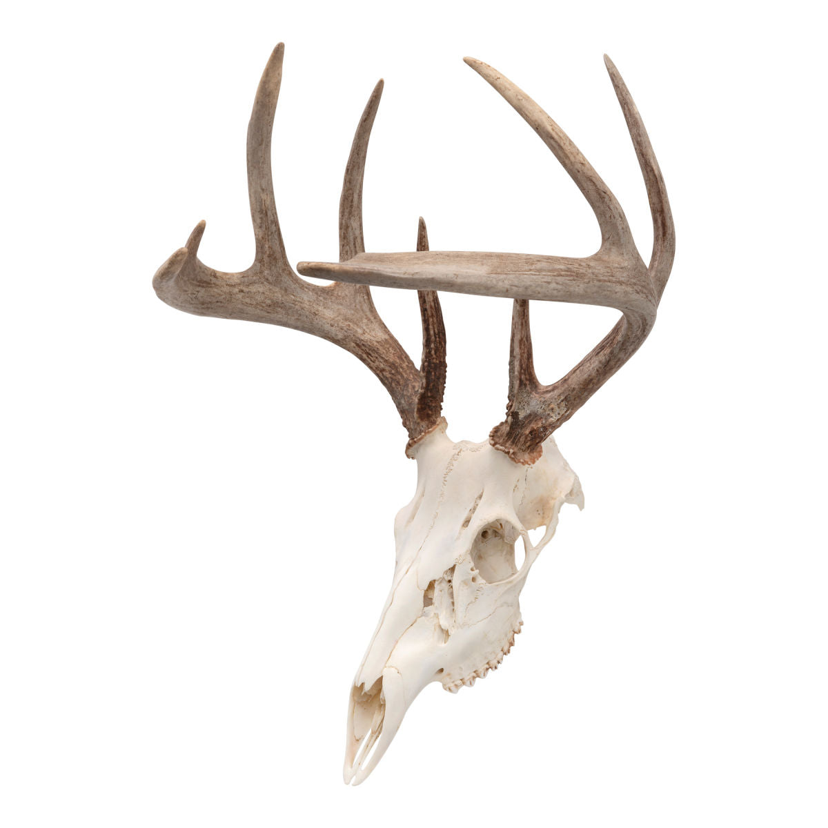 EZ Mount Skull Peg Hook