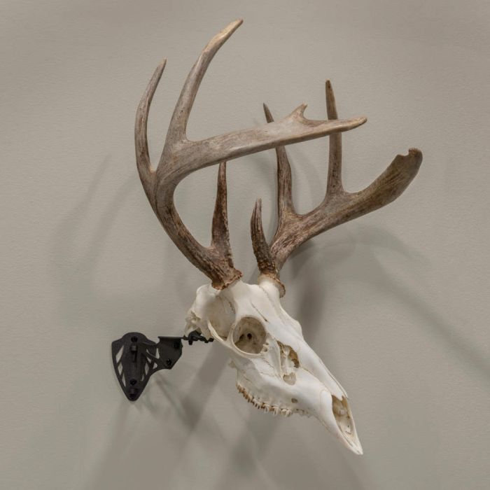 蝦夷鹿hunting trophy（deer skull） Chinese Water Deer Buck