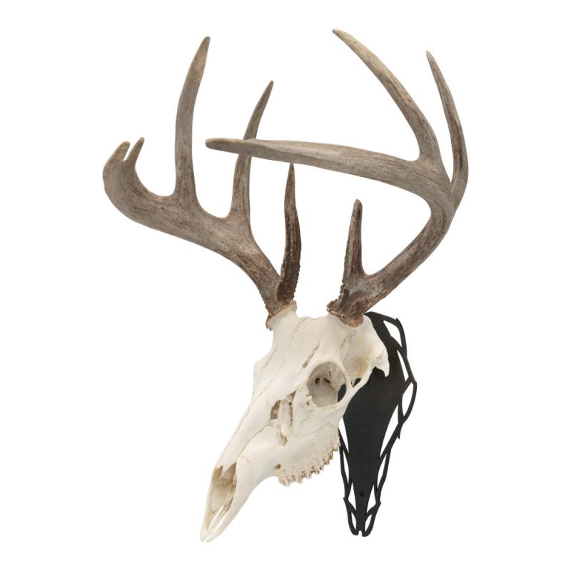 P*u様 蝦夷鹿hunting trophy （deer skull） Unique Trophy 3 Horn 10 Point Whitetail Deer Skull Antler