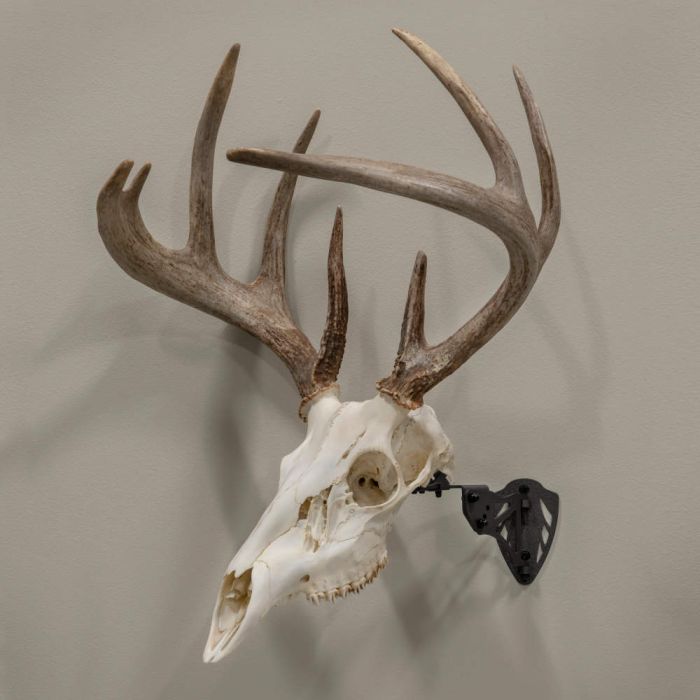 駿*か様 蝦夷鹿hunting trophy（deer skull）2025 駿*か様 蝦夷鹿hunting trophy（deer skull）2025