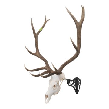 Allen Company  EZ Mount Magnum Skull Hanger, Black