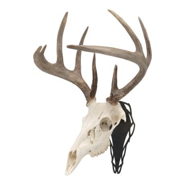 Allen Company EZ Mount Silhouette Skull Peg, Black