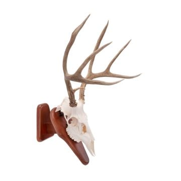 Allen Company EZ Skull Mount Presentation Pedestal & Plaque