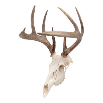 Allen Company EZ Mount Skull Peg Hook, Black